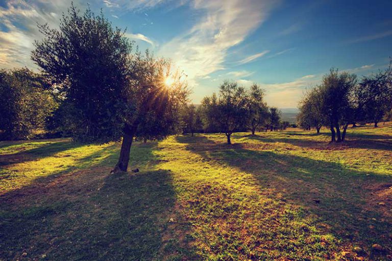 Olivar al atardecer, origen del aceite de Jaén