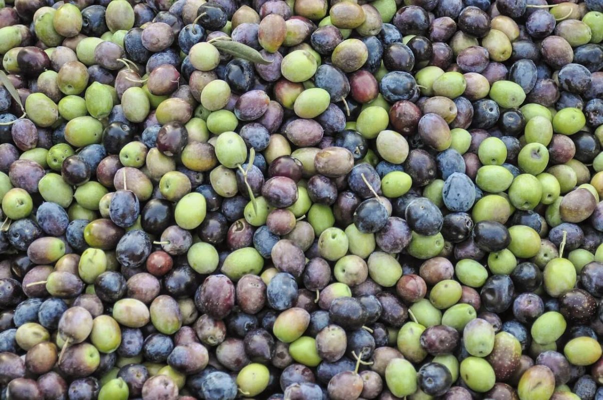 Aceitunas recién recogidas para elaborar aceite de oliva ecológico