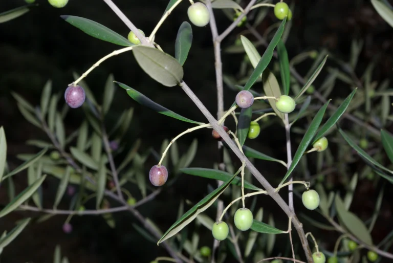 Rama de olivo, origen del aceite de oliva ecológico